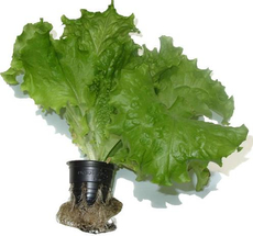 Салат листовой