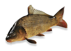 Карп живой, ~2кг