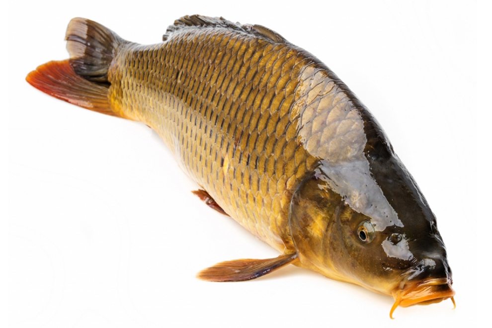 Свежая рыба сазан. Сарбоянский Карп. Сазан (Cyprinus Carpio). Карп 2 кг. Карп чешуйчатый.