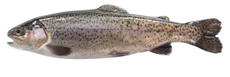 Форель Карельская потрошеная с головой, ~1.4-2кг