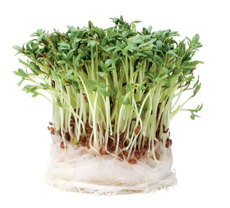 Отзыв про Семена Кресс-салат Данский "Семена от Октябрины Ганичкиной": "И снова