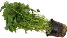 Кориандр в горшке