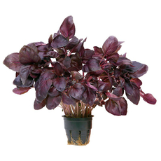 Базилик красный