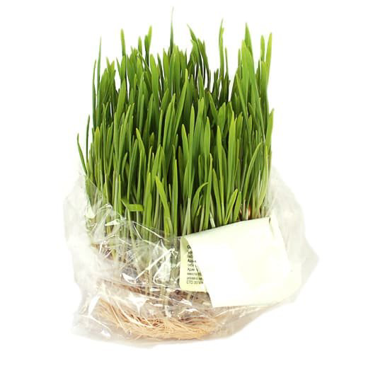 Ростки пшеницы, 150г