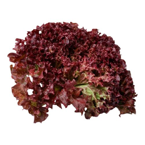 Салат Лолло Росса, 1кг