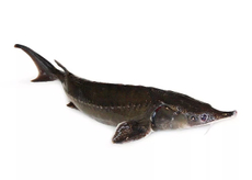 Осетр живой, ~3-5кг