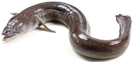 Угорь охлажденный