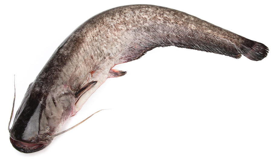 Сомик канальный охлажденный