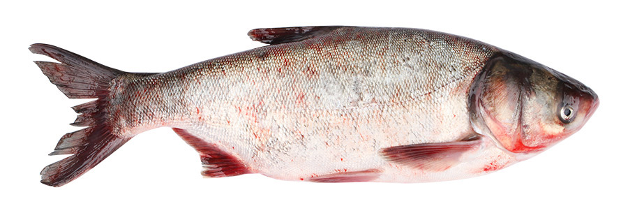 Толстолобик потрошеный с головой жаброванный охлажденный