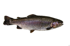 Форель живая, ~1.25кг