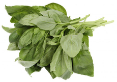Базилик свежий