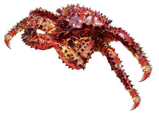 Краб колючий живой