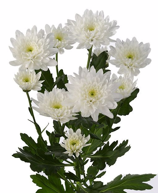 Букет кустовая хризантема, 5шт