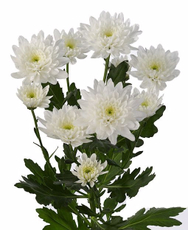 Букет кустовая хризантема, 5шт