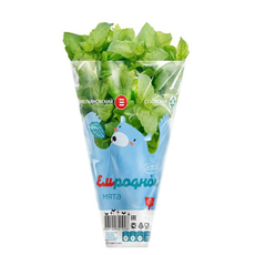 Мята Ем Родное в горшочке