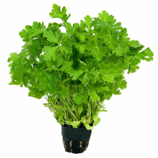 Кинза в горшочке, 70г