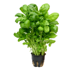 Базилик зеленый