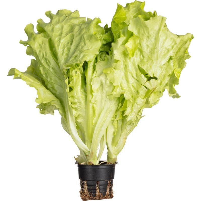 Салат Листовой в горшочке