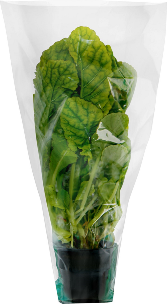 Салат Горчица в горшочке, 200г