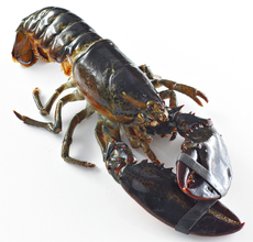 Лобстер живой, ~600-800г