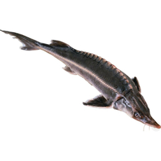 Осетр сибирский живой, ~2-3кг