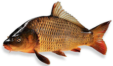 Карп живой, ~1.5кг