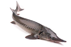 Стерлядь живая, ~0.8-1.2кг