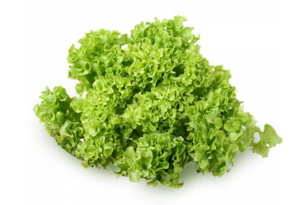 Салат Лолло Бионда, 100г