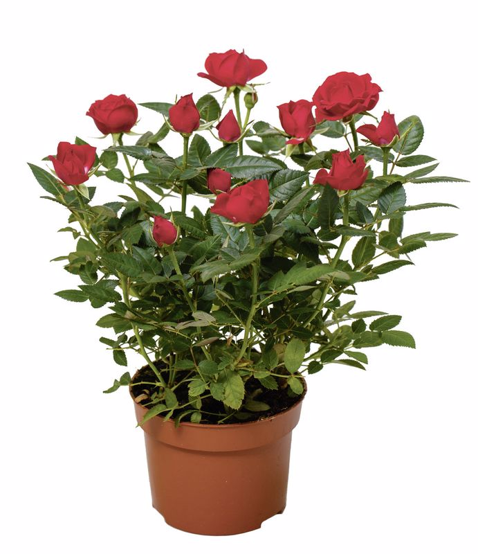 Роза 40-50см, 1шт