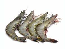 Креветки тигровые 13/15