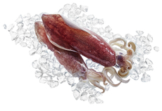 Кальмар Лолиго