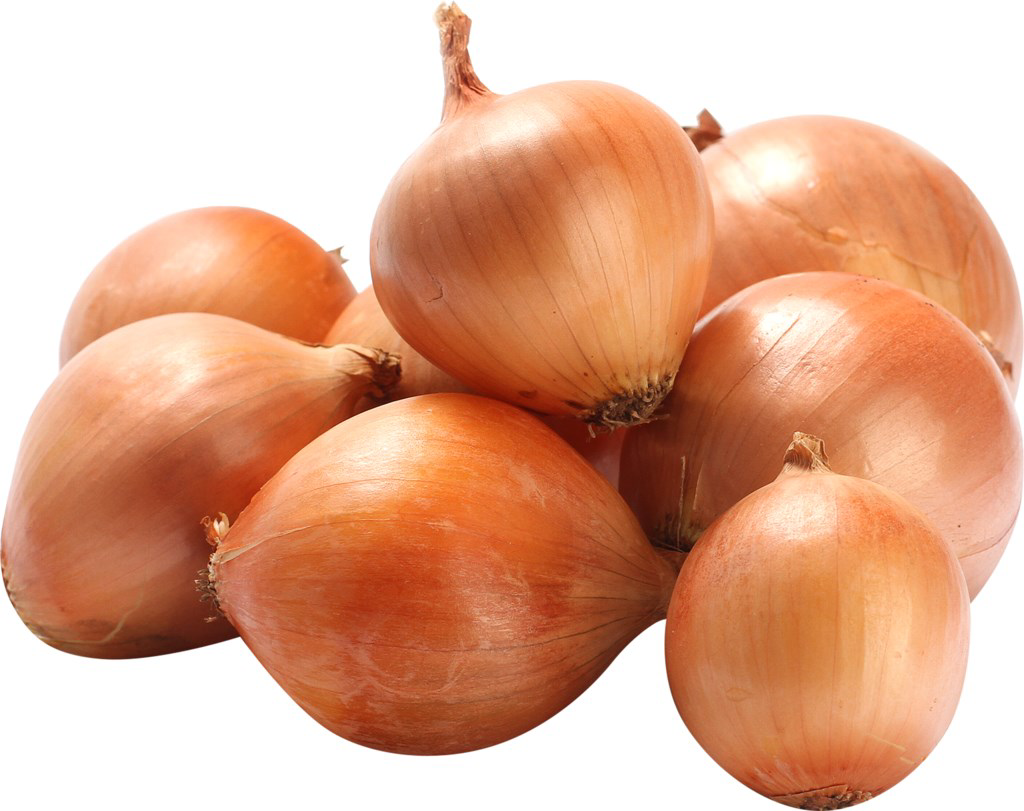 Лук репчатый