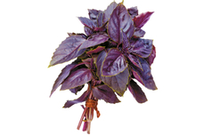 Базилик фиолетовый, 1шт