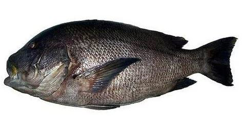 Окунь Курвила Индийский океан, ~1-2кг