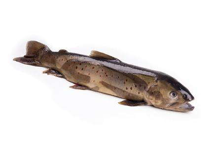 Форель горно-ручьевая охлажденная, ~300-500г