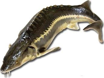 Осетр Фуд Экс русский потрошеный с головой охлажденный Армения, ~3-5кг