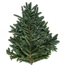 Лапник нобилис