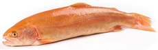 Форель янтарная потрошеная с головой, ~300-600г