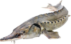 Осетр русский золотой охлажденный,~1.5-2.5кг