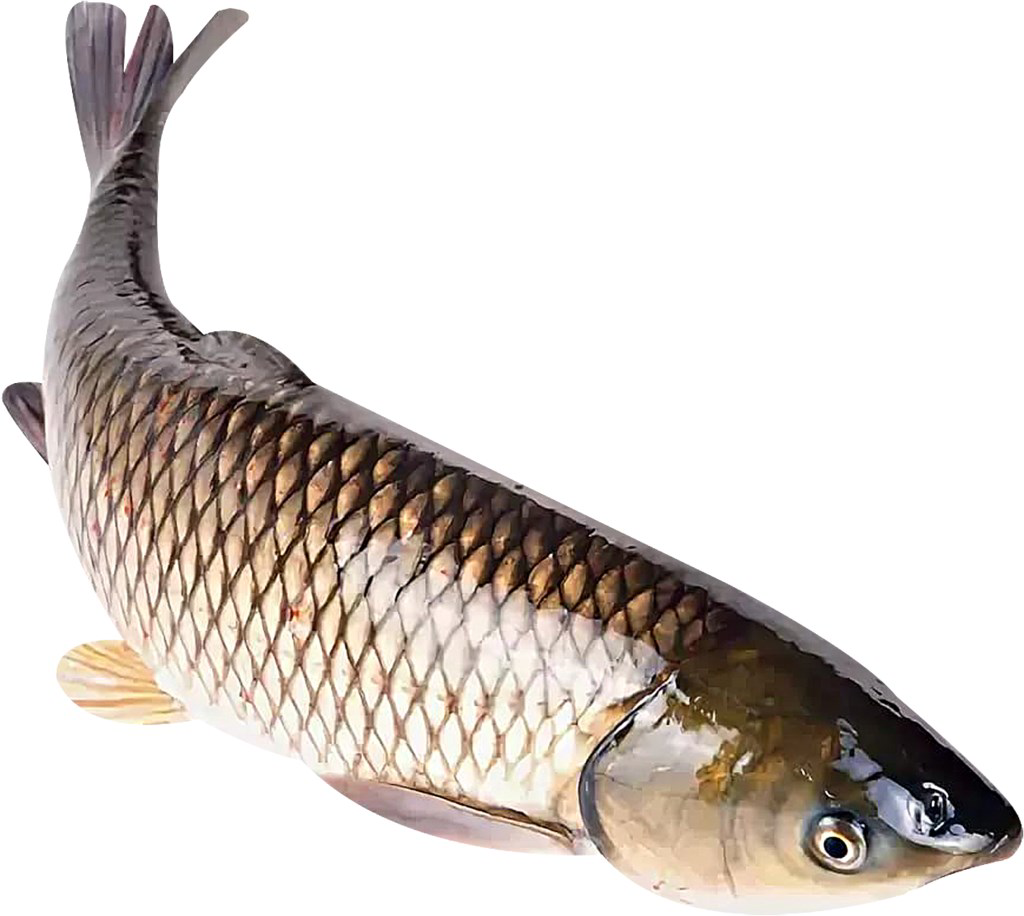 Амур рыба: все о вкусных рецептах и полезных свойствах