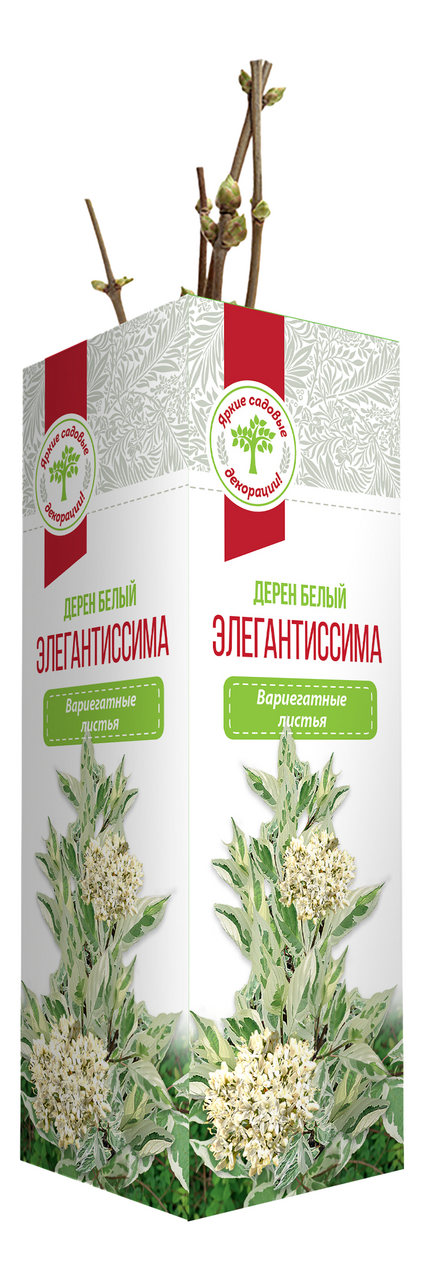 Кустарники декоративные Русский огород Дерен белый Элегантиссима, 300г