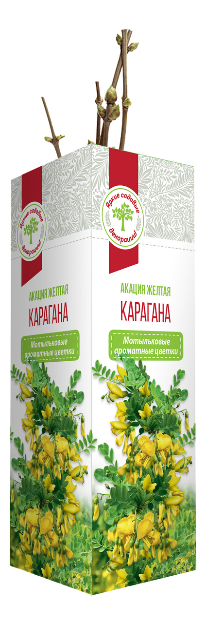 Кустарники декоративные Русский огород Акация желтая (Карагана ...