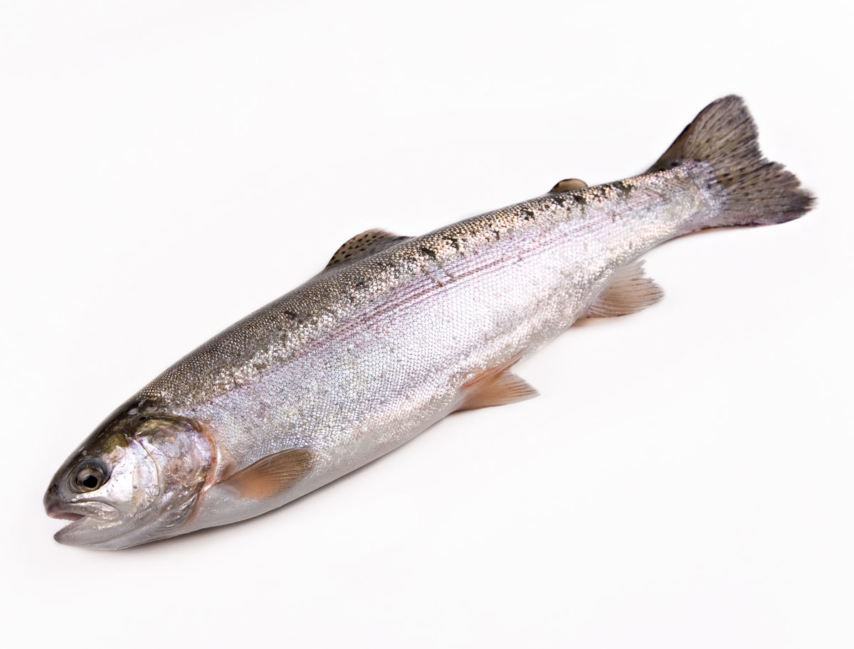 Форель радужная живая, ~0.8-2кг