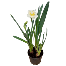 Нарцисс 3 луковицы