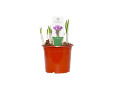 Крокус 5 луковиц цветовая палитра в ассортименте