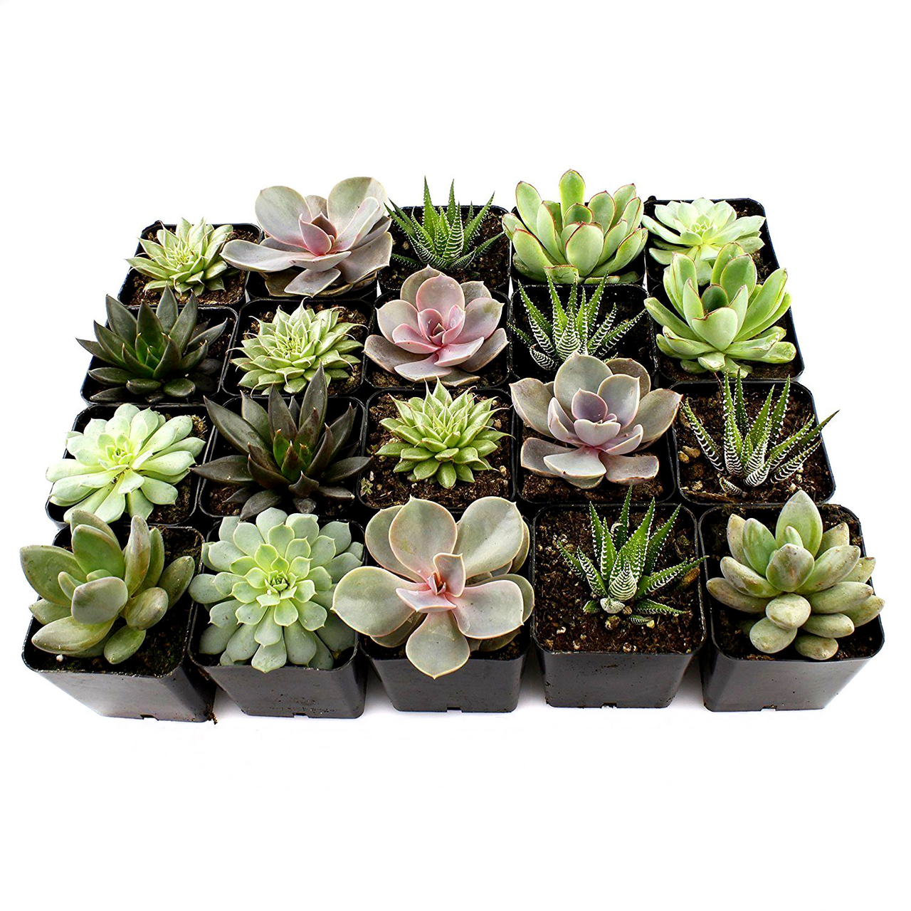 Суккуленты Микс