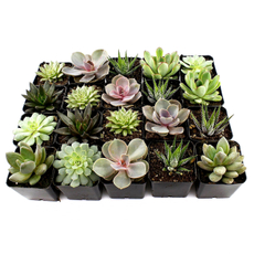 Суккуленты Микс