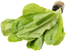 Салат Латук Ромен в горшочке, 50г