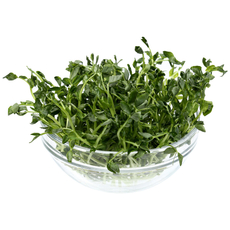 Микрозелень проростков гороха, 60г