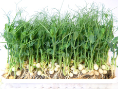 Микрозелень гороха